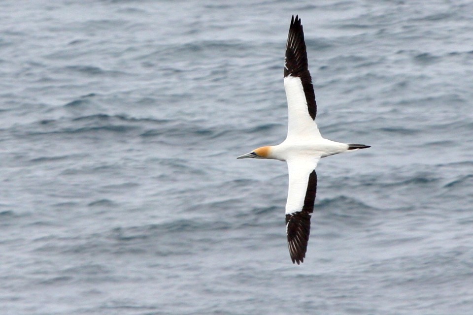 Australasian Gannet (Morus serrator)